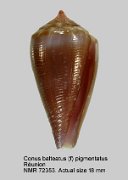 Conus balteatus (f) pigmentatus (2)